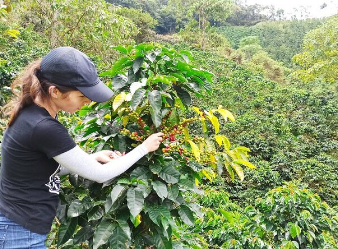 Arabica Mountain Coffee Tour