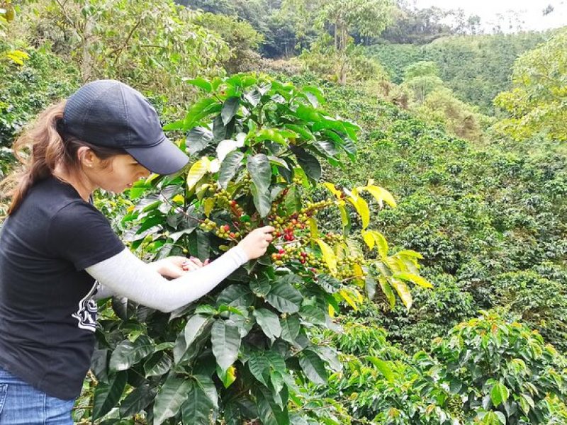 Arabica Mountain Coffee Tour