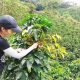 Arabica Mountain Coffee Tour