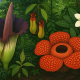 Tapanuli Exotic Plants Tour