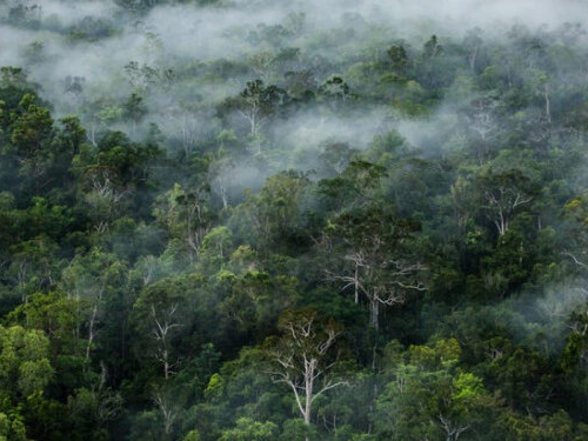 Discover Sitandiang Forest: The Hidden Sanctuary of the Tapanuli Orangutan