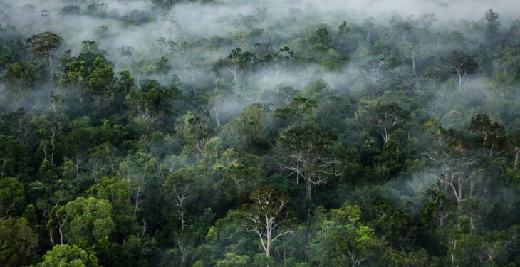 Discover Sitandiang Forest: The Hidden Sanctuary of the Tapanuli Orangutan