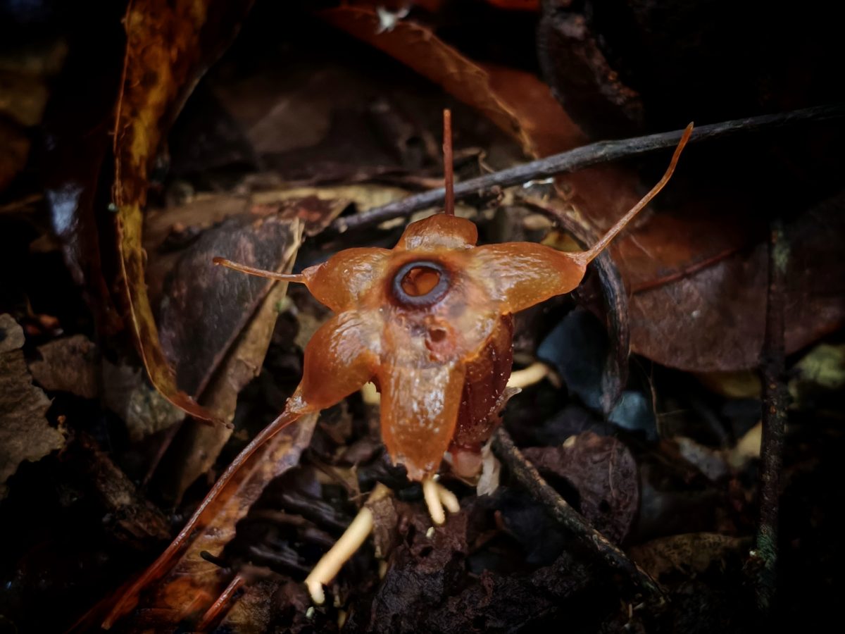 We found a new type of Thismia plant in the Sitandiang forest