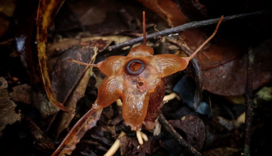 We found a new type of Thismia plant in the Sitandiang forest