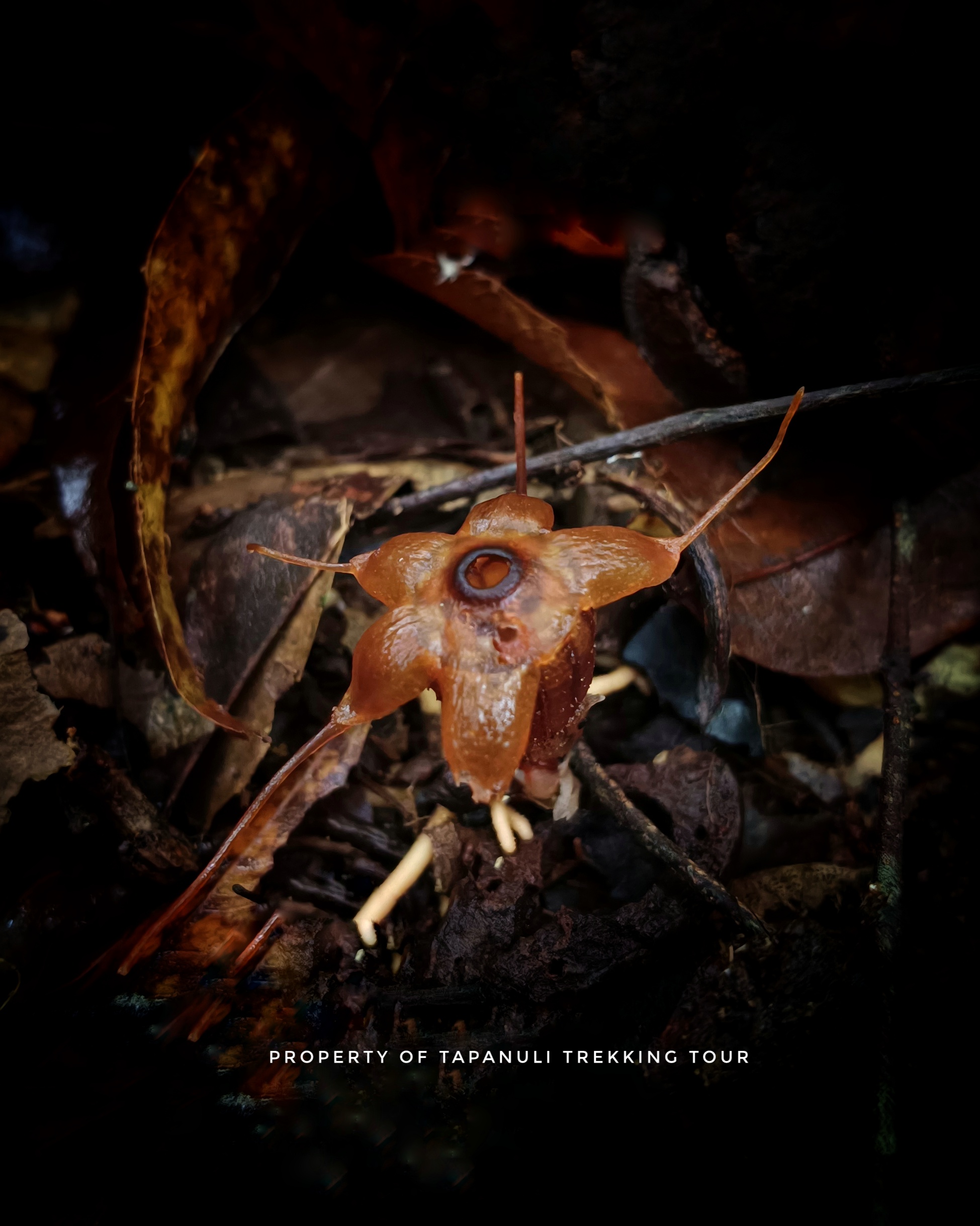 We found a new type of Thismia plant in the Sitandiang forest